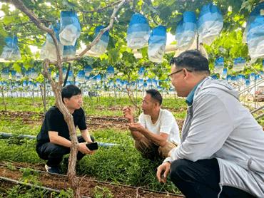海南无休眠错季栽培技术的应用与产业问题