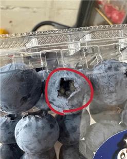 “浆果之王”有霉菌？吃前注意查看这个位置