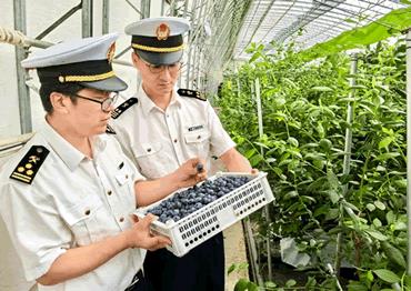 水果“蓝宝石”闯出国际新赛道