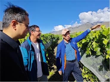 熟期调控岗位团队赴西藏桑日指导葡萄栽培生产
